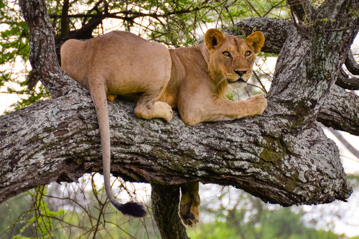 3 days tanzania private mid-range safari 